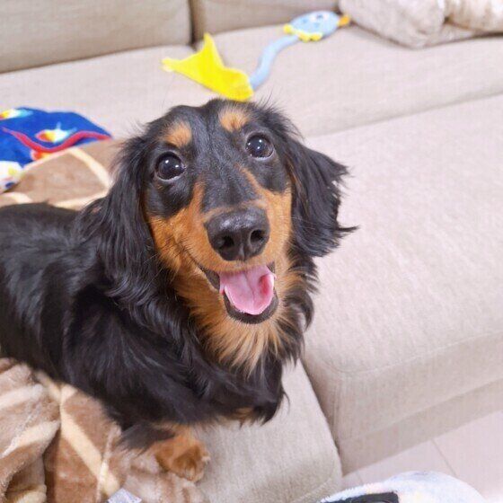 人懐っこい犬ってどんなコ？ 人に懐きやすい犬に育てる方法とは いぬのきもち