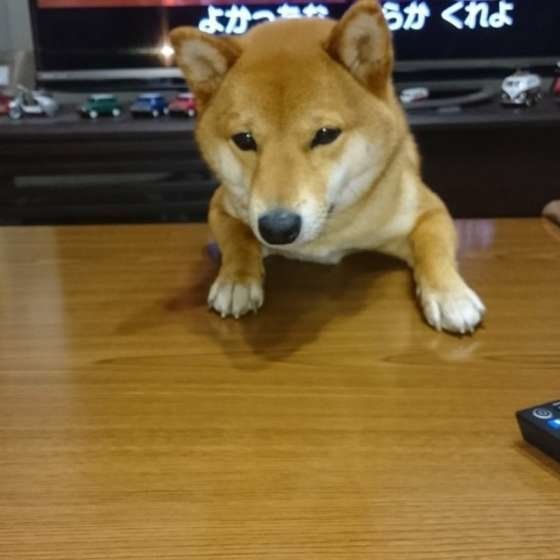 机のものが気になる柴犬