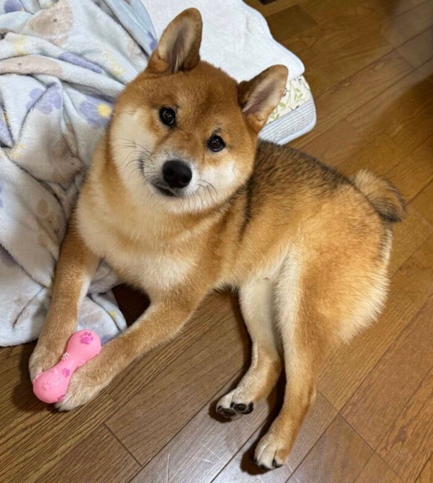 おもちゃで遊ぶくまくん