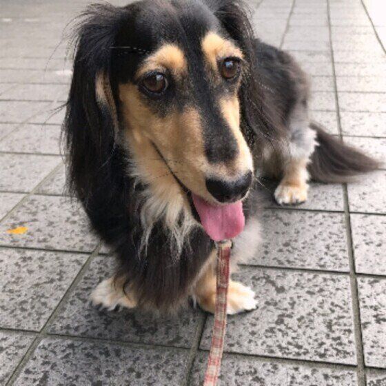 散歩するミニチュア・ダックスフンド