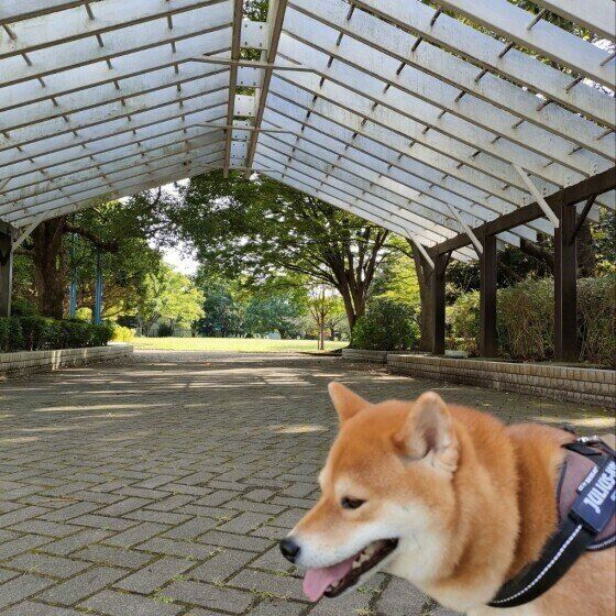 公園にいる柴犬