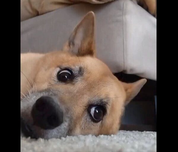 目をパチクリさせるコタロウくん