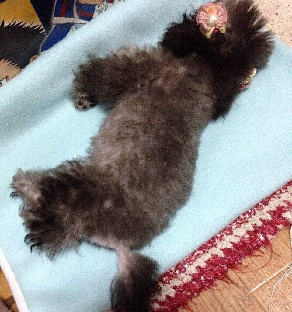 トリミング後のくぅちゃん