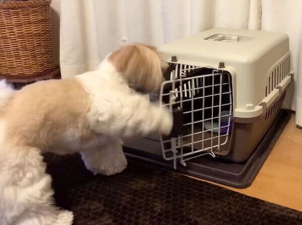 クレートの扉を開けるつぶちゃん