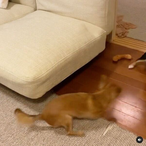 殿くんを驚かそうとする姫ちゃん