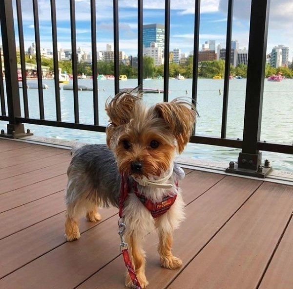 散歩するヨークシャー・テリア