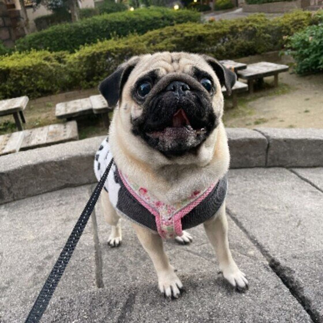 犬が涙を流す理由 泣いているのではなく目の病気が原因かも いぬのきもちweb Magazine 犬が涙を流す理由 泣いているのではなく目の病気が原因かも いぬのきもちweb Magazine