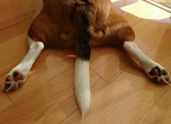 伏せするビーグル