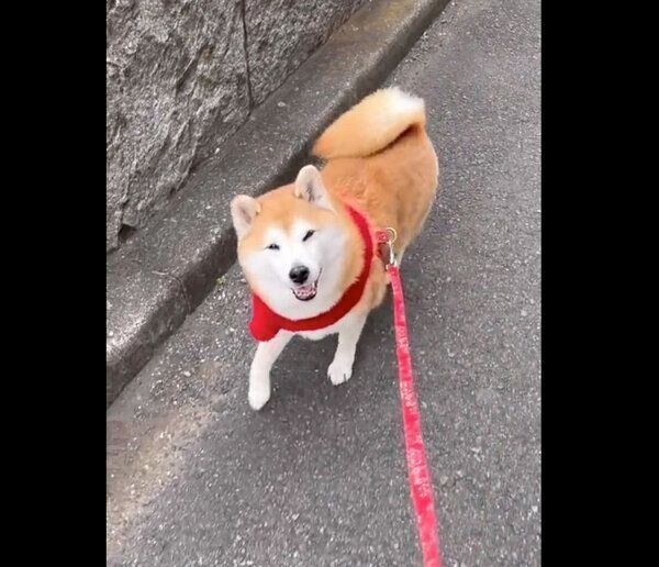 褒められてニコニコ笑顔になる、まるちゃん