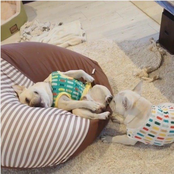 フレンチ・ブルドッグ