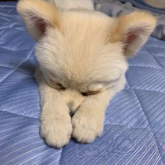 ポメラニアン