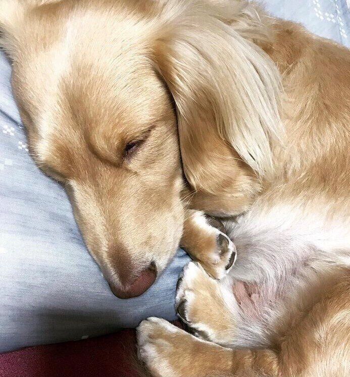 成長したぷりんちゃん