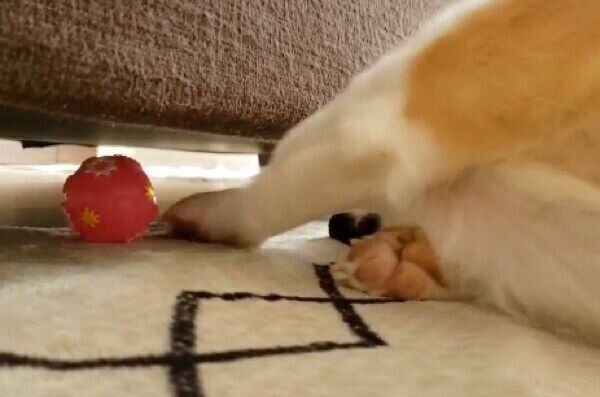 頑張るも届かないこまちちゃん