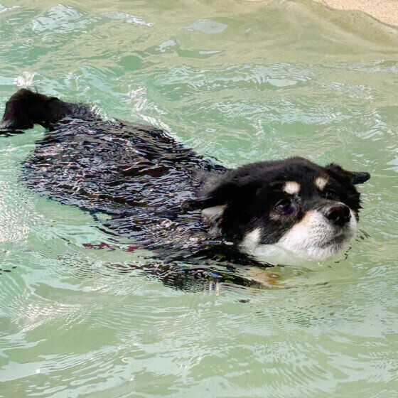 スイスイ♪上手に泳ぐ柴犬