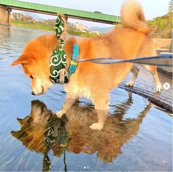 川に入る福くん