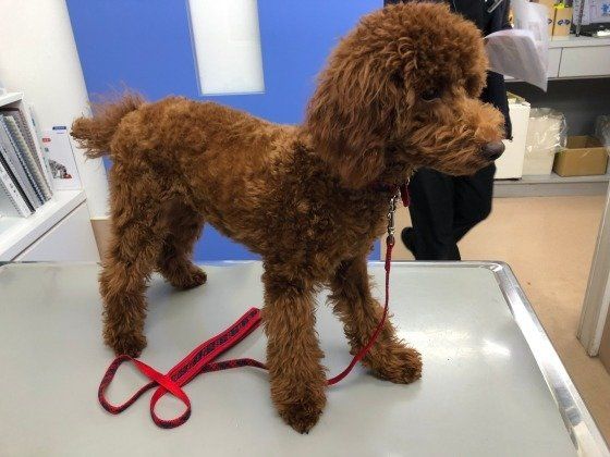 【獣医師監修】犬の定期的な健康診断とは？どの検査項目を行えばいいの？