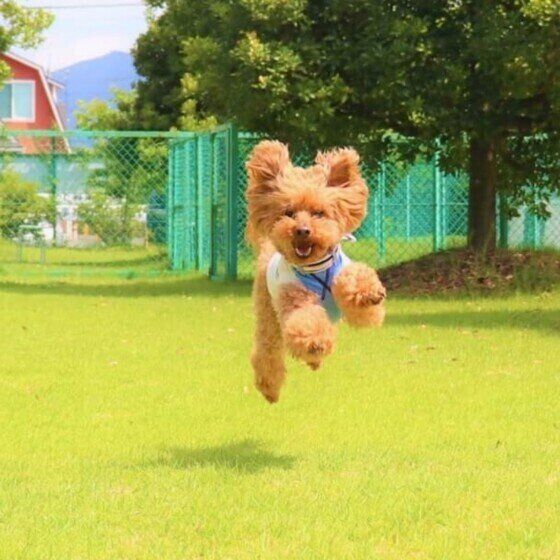 犬はつま先立ちの生活？ 犬がかかとを地面につかない理由とは いぬのきもち