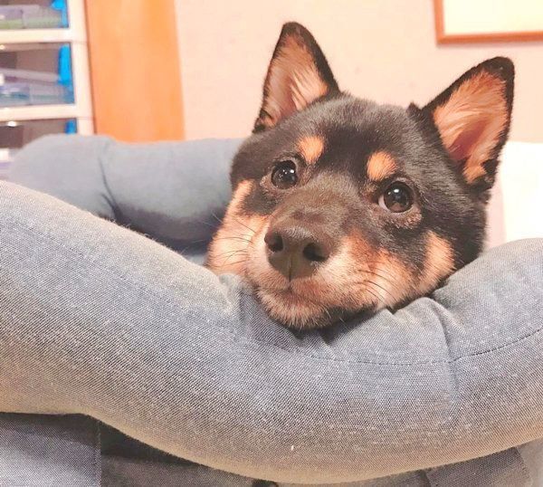 顎を乗せる豆柴