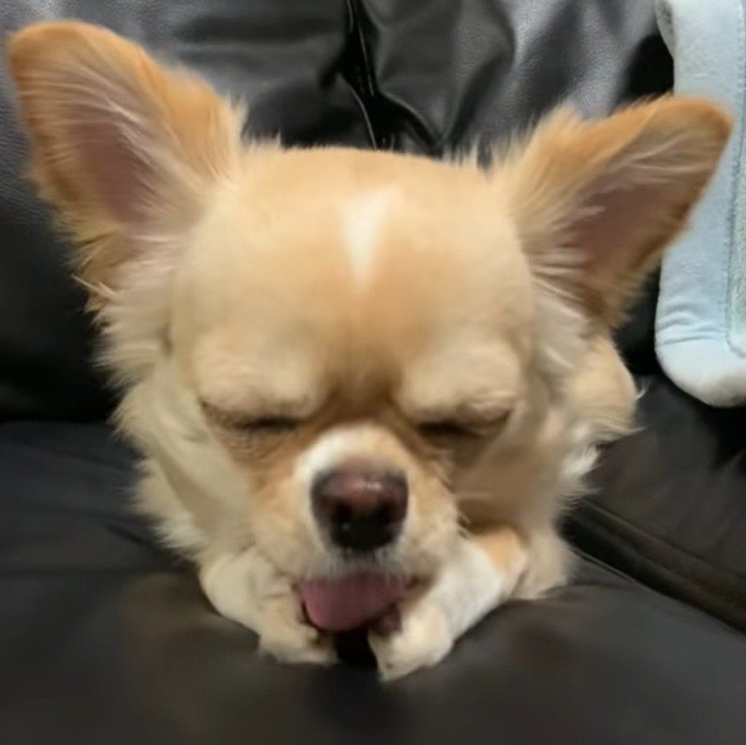 お手入れ中のみるくちゃん