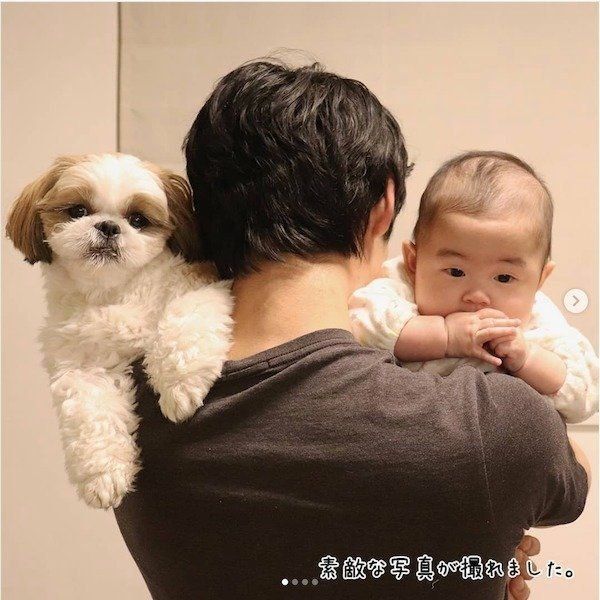 シー・ズーの小梅ちゃんと妹ももちゃんの日常