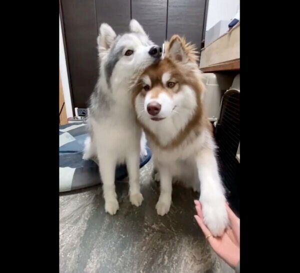 コスモくんに「あご乗せ」をするアポロくん