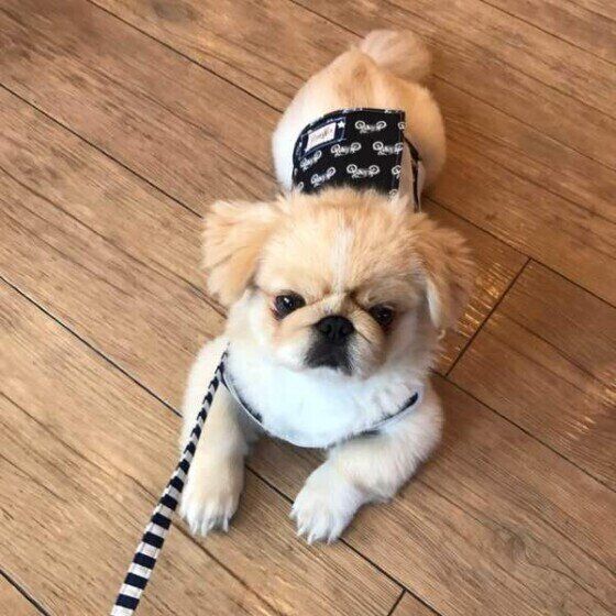 ペキニーズのぺーちゃん