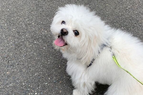 喜びの表情を見せるわむうくん