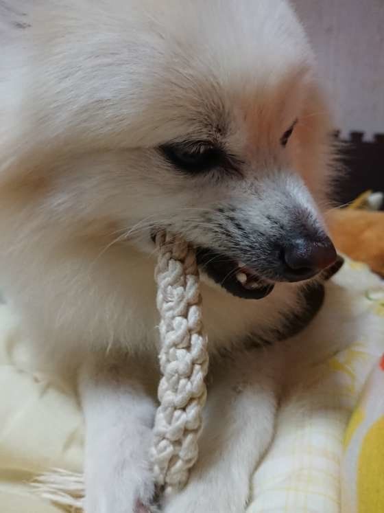 おもちゃで遊ぶ犬