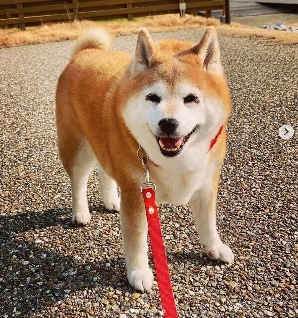 笑顔が可愛いあずきちゃん