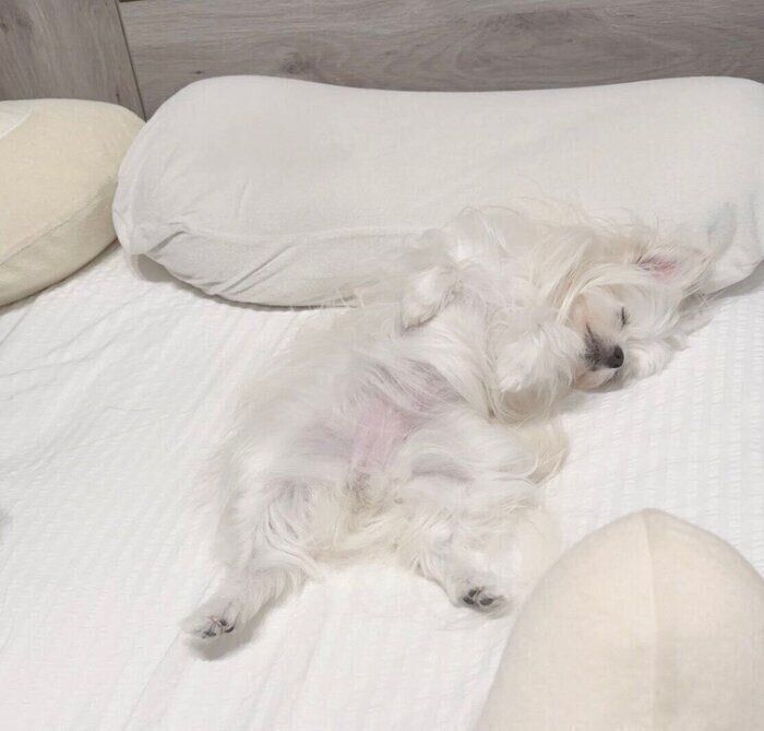 無防備な格好で眠るかわいーぬちゃん