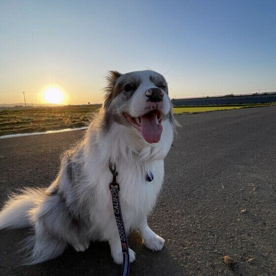 ボーダー・コリーのジュニアくん