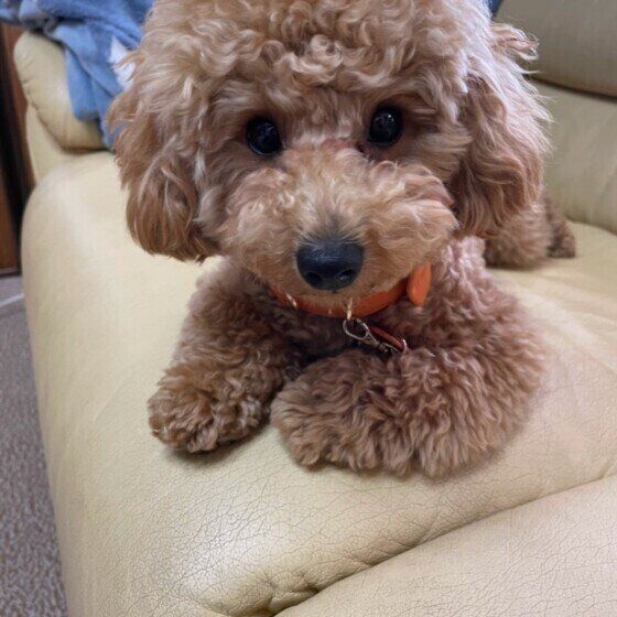 トイ・プードル