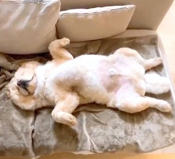 ヘソ天するくり蔵くん