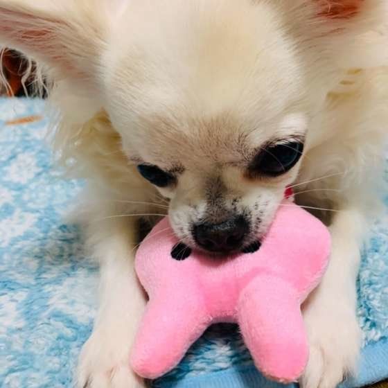 おもちゃで遊ぶチワワ