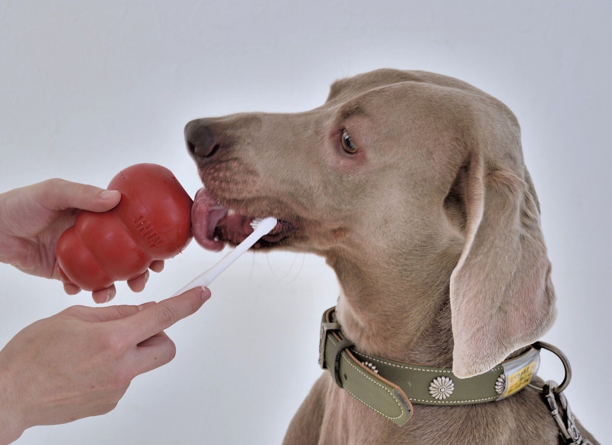 ひとり遊び用おもちゃにおやつを詰め、それをなめさせながらお手入れしても。（撮影／佐藤正之）