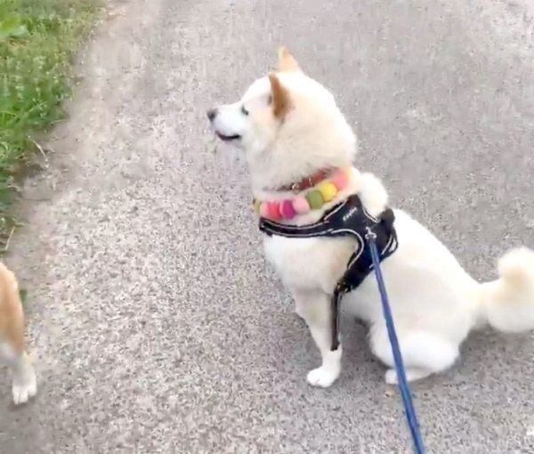 地蔵柴になるQ太郎くん