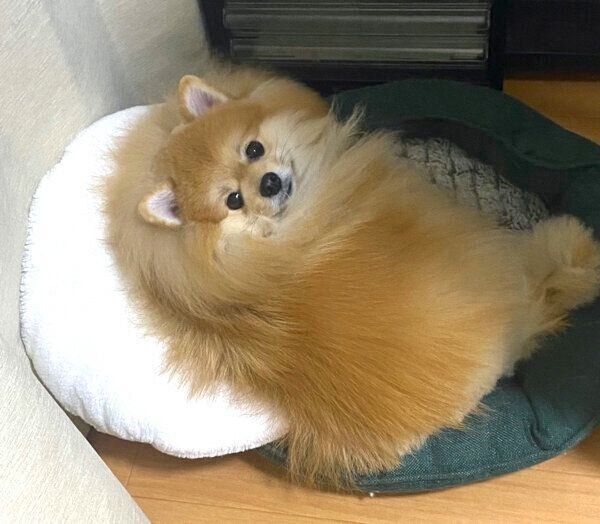 見つめる宗次郎Jrくん