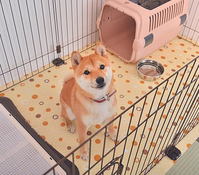 トレーニング時は外に出してもOK