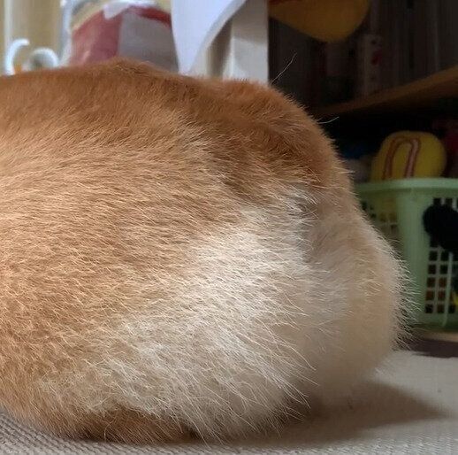 コナンくんのお尻