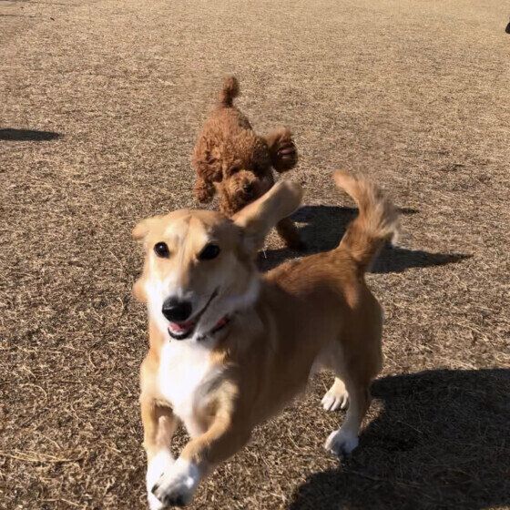 ドッグランで追いかけっこするももちゃん