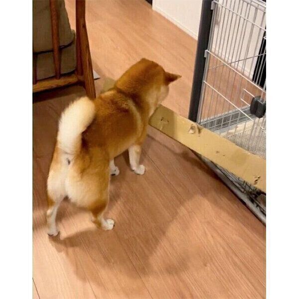 ダンボール箱を運ぶしらすくん