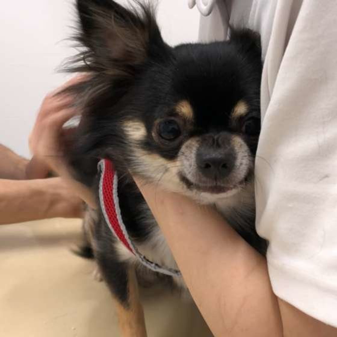 犬のお尻にある 肛門腺 って知ってる お手入れ法や注意点は いぬのきもちweb Magazine 犬のお尻にある 肛門腺 って知ってる お手入れ法や注意点は いぬのきもちweb Magazine