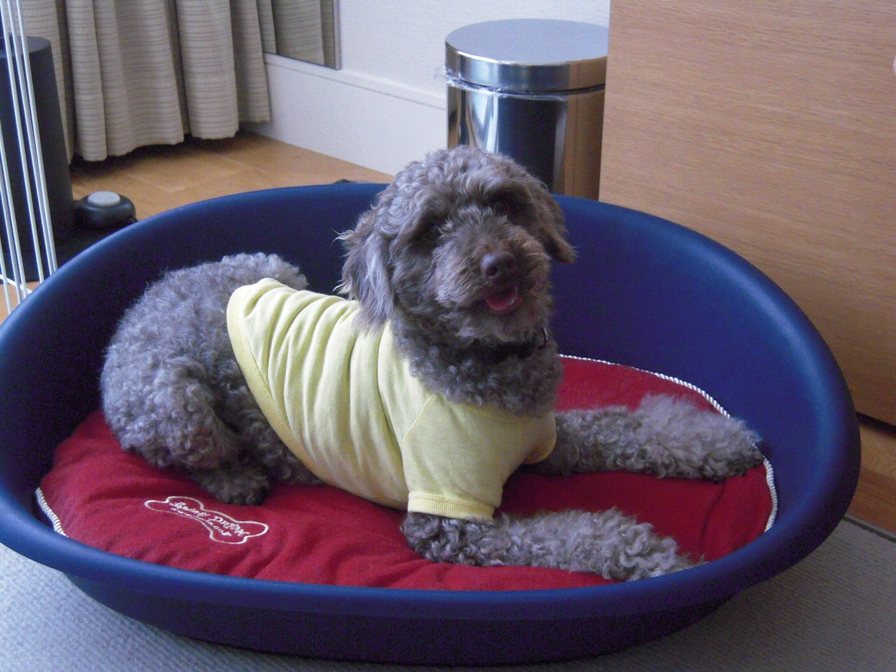 客室の犬用ベッドでくつろぐ犬