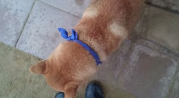 ご主人が大好きな柴犬