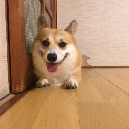 見つめるウェルシュ・コーギー・ペンブローク