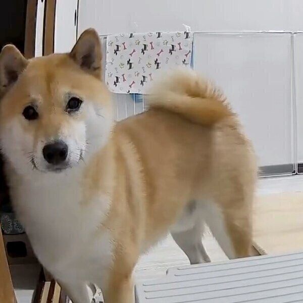 見守りカメラを見つめるふう太くん