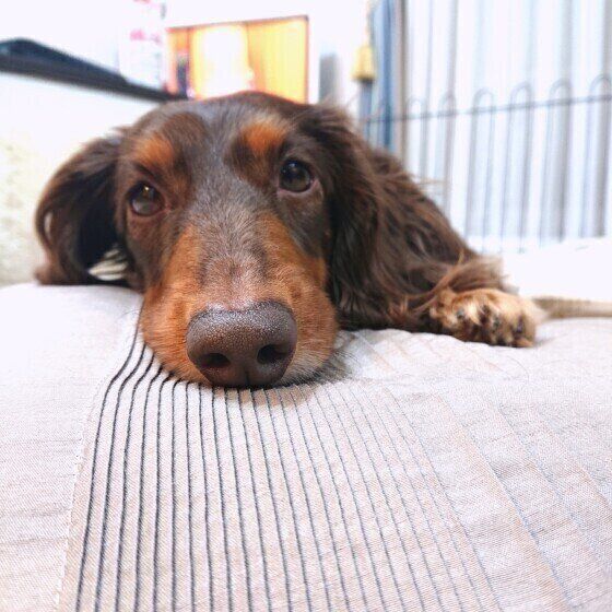 ミニチュア・ダックスフンドの茶子ちゃん
