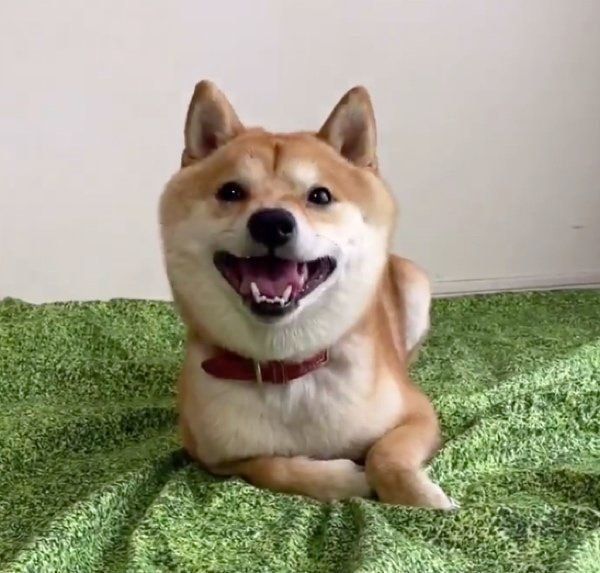 満点の笑顔を見せる豆千代くん