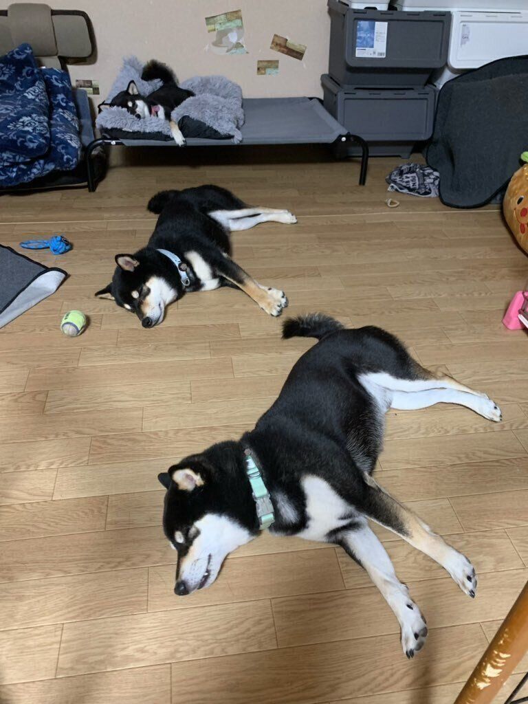 寝転がるあゆちよくん（写真手前）、そらちよくん（写真中央）、ももちよちゃん（写真奥）