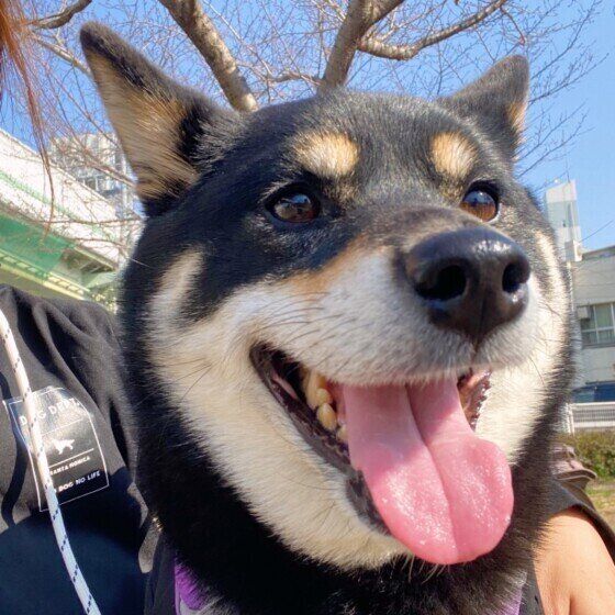 笑顔の柴犬